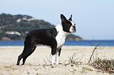 BOSTON TERRIER 355